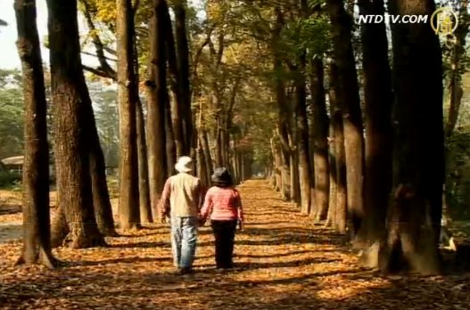 桃花心木漸轉紅 新威森林公園好詩意