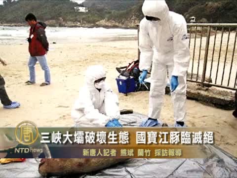 三峽大壩破壞生態 國寶江豚臨滅絕