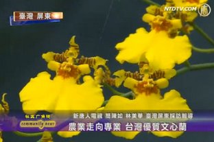農業走向專業 台灣優質文心蘭