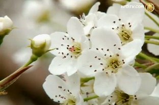 新澤西常青農場梨花飄香迎四方