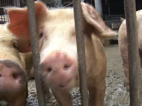 油電雙漲豬價落 豬農欲哭無淚