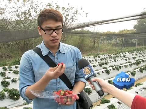 食在好安心 打工換無毒幸福草莓