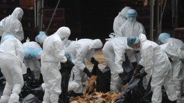 H5N1禽流感病毒突变可人传人的内幕