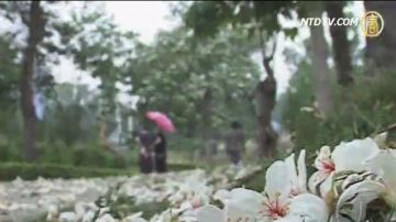 客家桐花祭開幕式 雨中即景賞桐趣