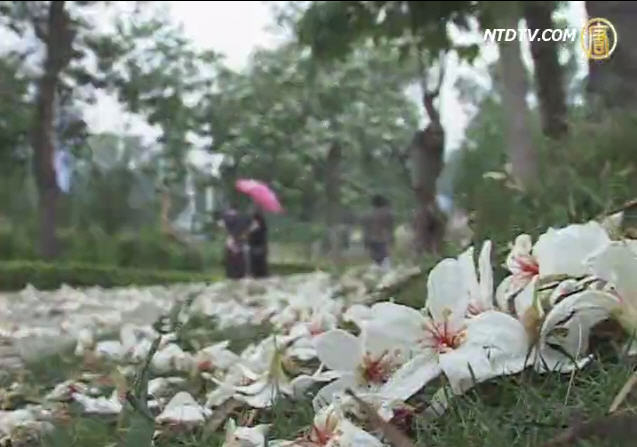 客家桐花祭開幕式 雨中即景賞桐趣
