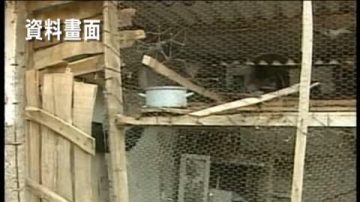 香港确诊广州男童感染H5N1病毒