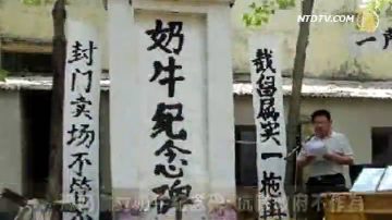 豫奶農立奶牛紀念碑  抗議政府不作為