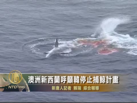 澳洲新西蘭呼籲韓停止捕鯨計劃