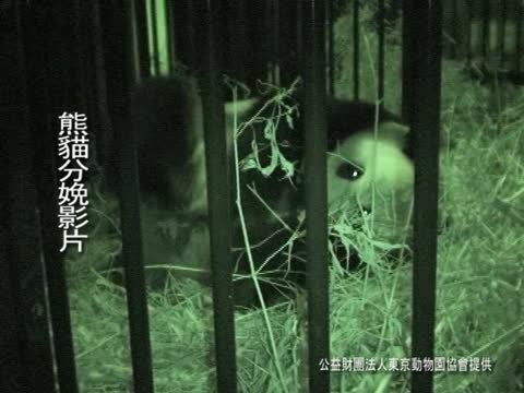 東京小熊貓舉國關注 經濟效益三百億