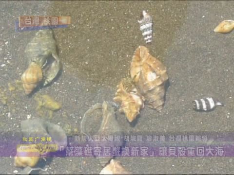「幫藻礁寄居蟹換新家」讓貝殼重回大海