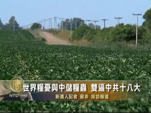 世界糧憂與中儲糧蟲 雙逼中共十八大