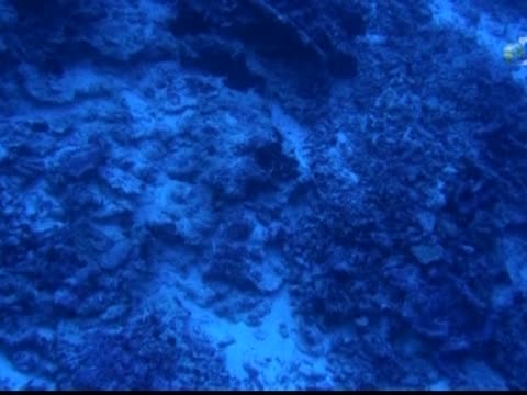 飛機殘骸現身 望解埃爾哈特失蹤之迷