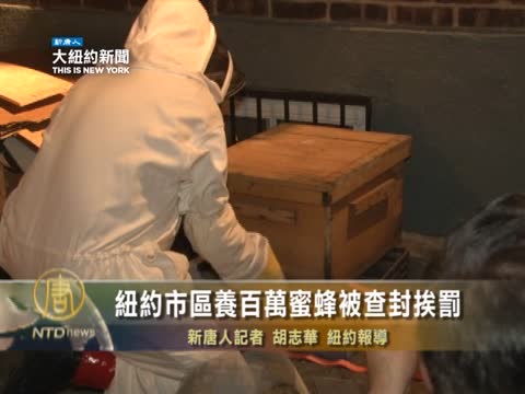 紐約市區養百萬蜜蜂被查封挨罰