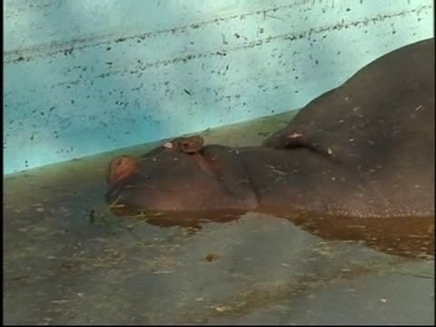 河馬擱淺游泳池 拯救動用起重機