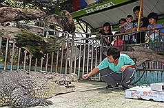 大鱷魚動手術 遊客圍觀驚呼