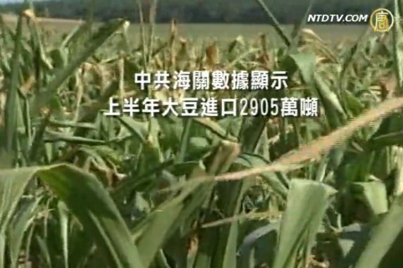 專家：今秋中國糧食 糧價堪憂