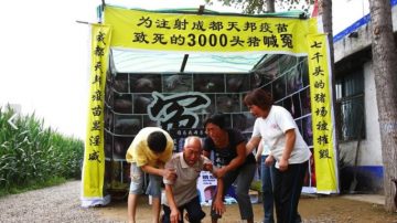 河南农户搭灵棚祭奠 为3000头猪喊冤