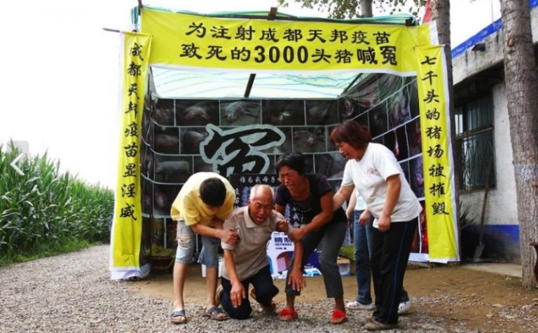 河南農戶搭靈棚祭奠 為3000頭豬喊冤
