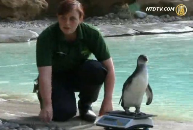 動物稱重樂趣多 倫敦人有絕招