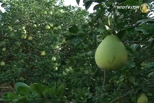 麻豆文旦成績亮眼 外銷達1000公噸