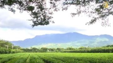 臺東紅烏龍 打造台灣品牌特色茶