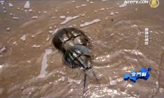 宣導鱟保育 夫妻魚成七夕代言人
