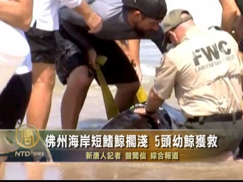 佛州海岸短鰭鯨擱淺 5頭幼鯨獲救