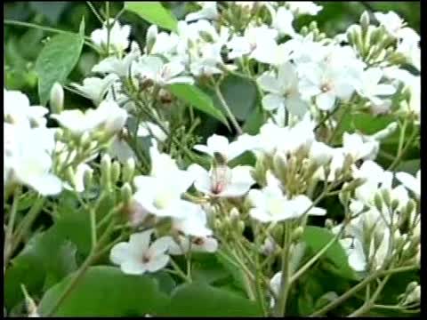 台灣彰化櫻花、油桐花九月齊綻放