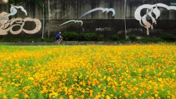 黄波斯菊花海  中秋河滨好赏花