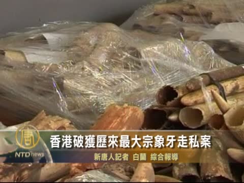 香港破獲歷來最大宗像牙走私案