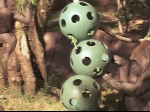 美國大猩猩度過55歲生日