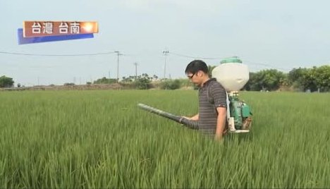 企管碩士返鄉 種出十大經典好米