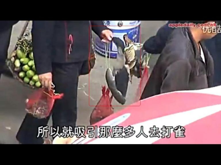 候鳥經湖南遭殺戮：一天一噸（視頻）