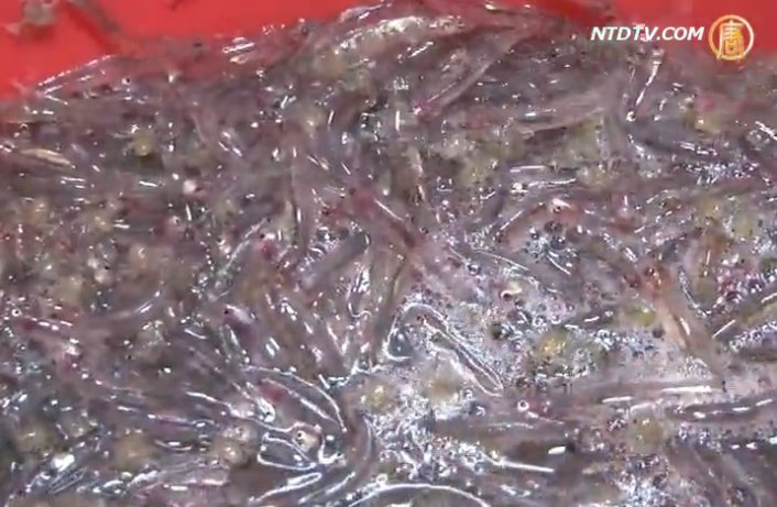 金崙溪口撈魚苗 展現台灣生命力