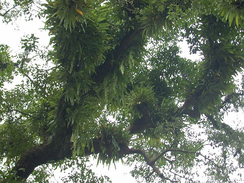 百年茄苳樹群 記錄歷坵部落自然史
