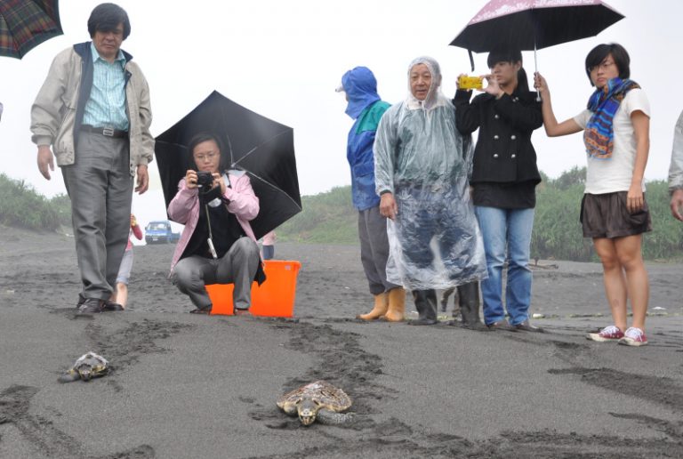 受傷玳瑁　回歸大海