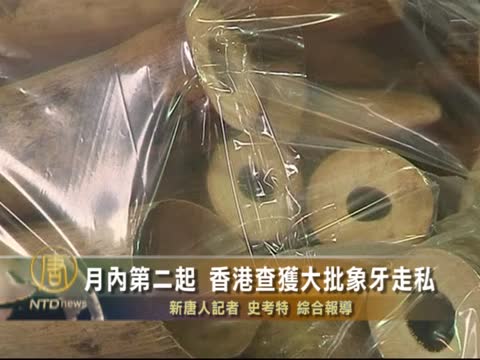 月內第二起 香港查獲大批象牙走私