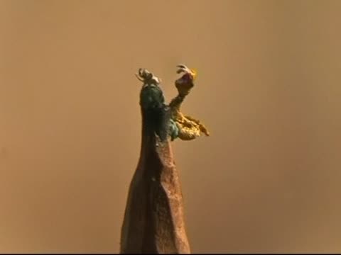 臺藝術家微彫「蛇吞象」迎蛇年