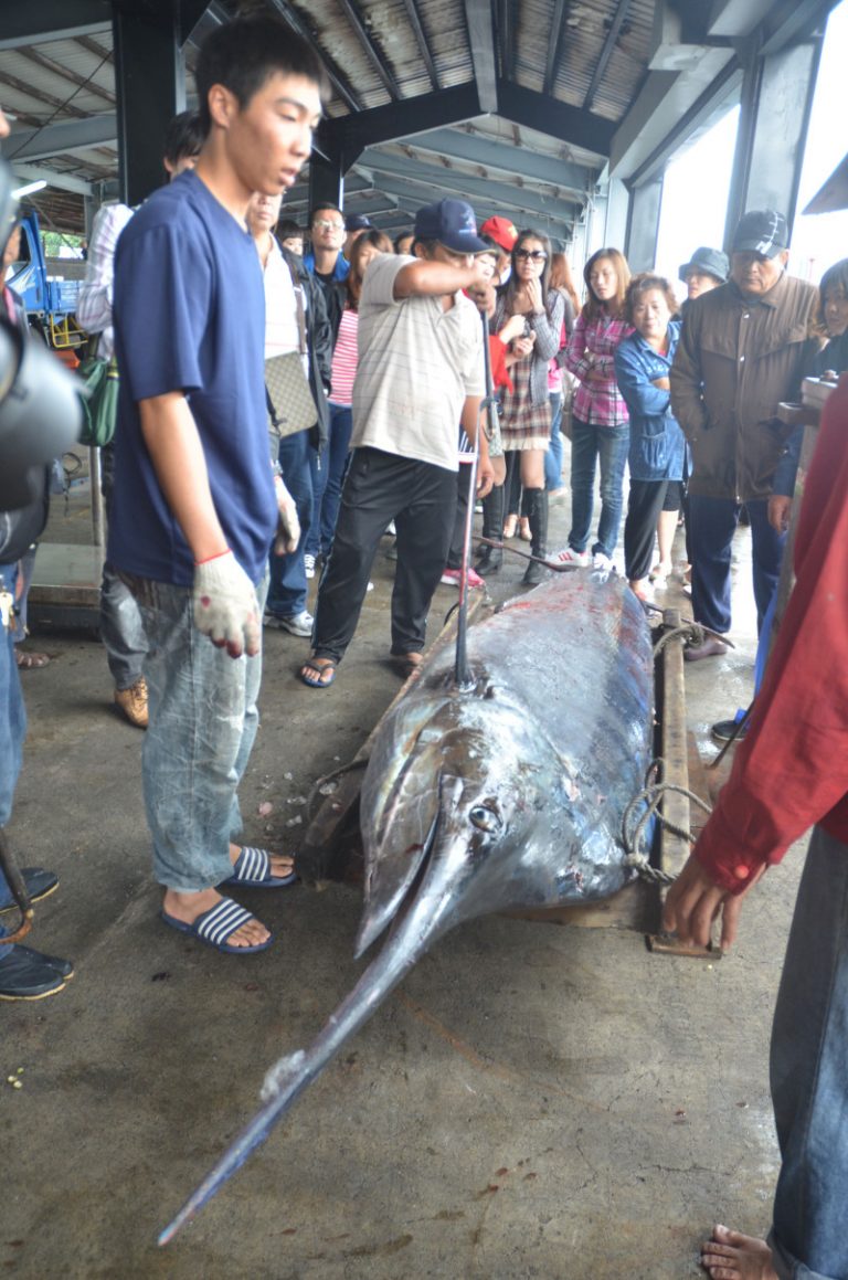 民意反彈 旗魚季恢復舉辦