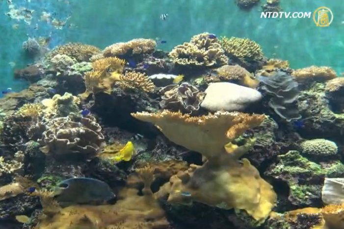 海洋生物繁衍特展 了解更多海底祕辛