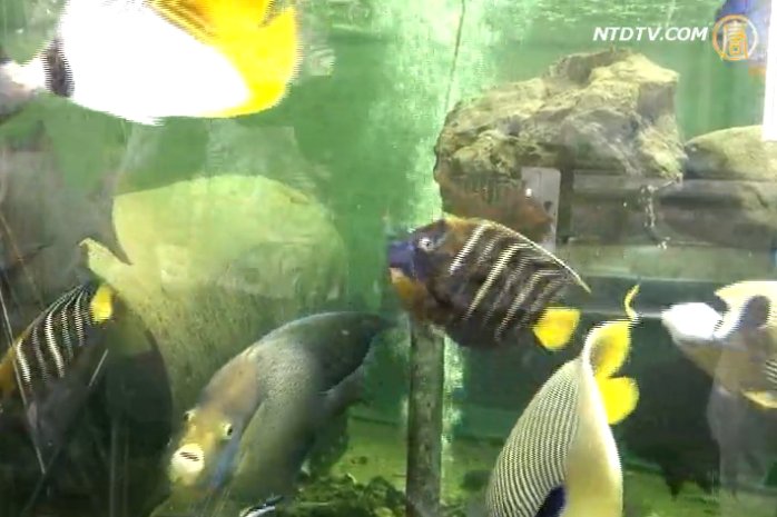 藍帶荷包魚培育有成 海生館創生機