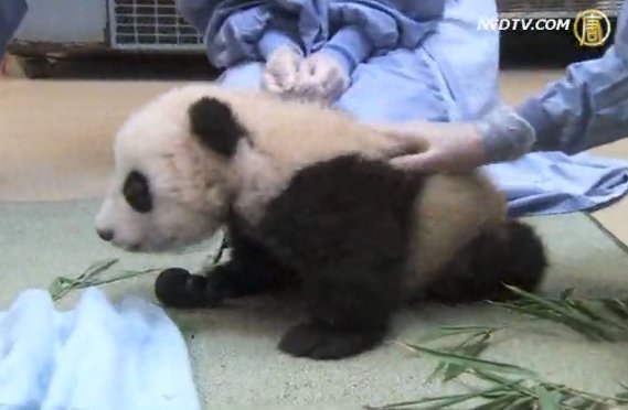 熊貓寶寶初長牙 奮力學習爬行