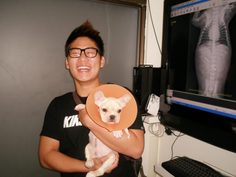 鬥牛犬愛吃鐵釘  磁鐵吸釘送醫