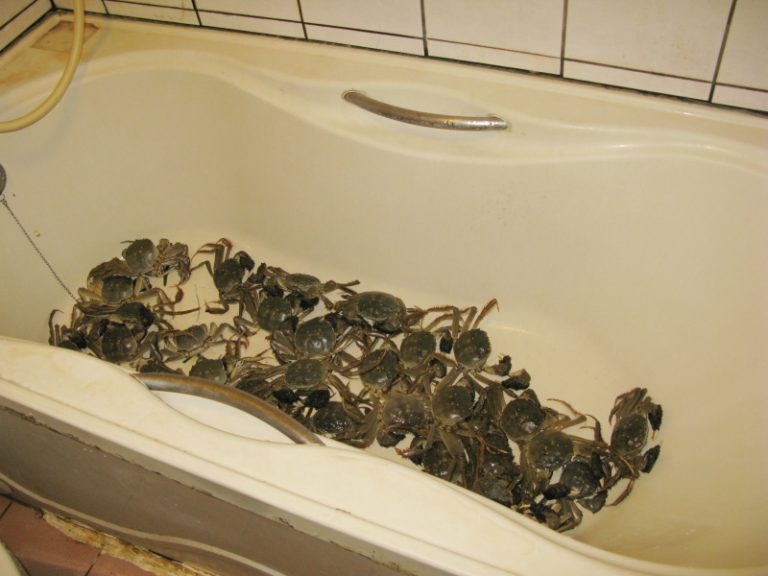 男偷大閘蟹  養浴缸狂嗑
