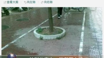 特別的表白：樹與雨之緣