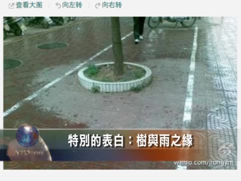 特別的表白：樹與雨之緣