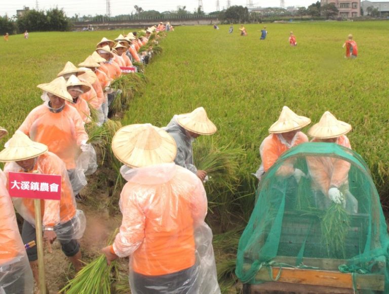 千人插秧創紀錄  歡喜收割