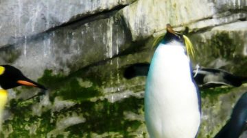 柏林動物園  耶誕前辦企鵝趴