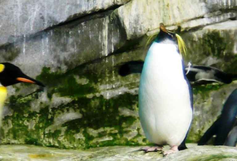 柏林動物園  耶誕前辦企鵝趴