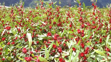 東台灣「紅寶石」 洛神花點亮紅火燭